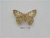 藏品(尺蛾346)的圖片